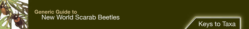 navigation bar