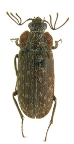 martinezi