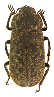 penai