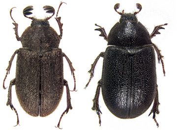 obscurus pair