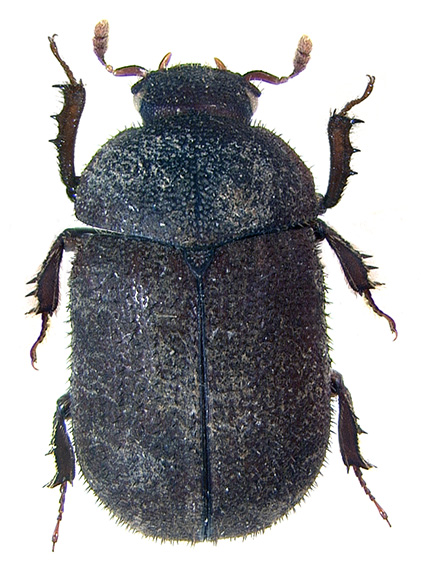 herrmanni