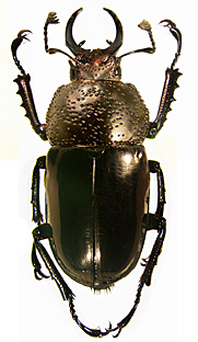 streptocerus