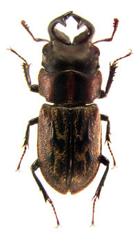 Andinolucanus