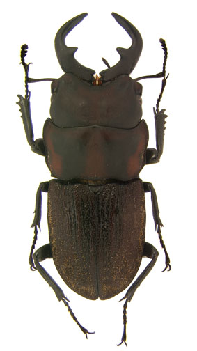 leuthneri