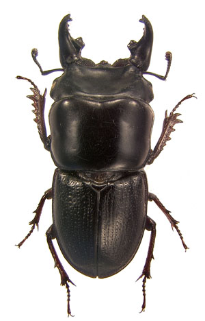 godinhorum