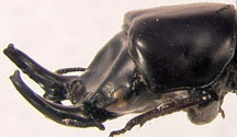 lateral