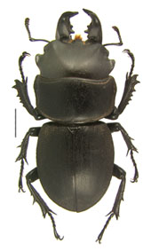 Apterodorcus