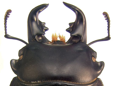 mandibles