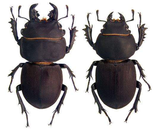 tristis