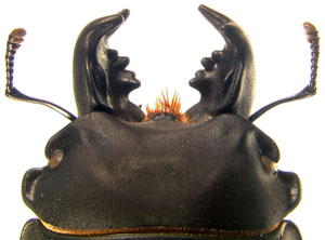 mandibles