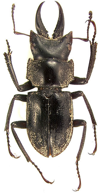 aethiops