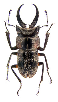Auxicerus