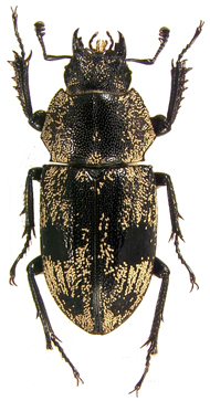female