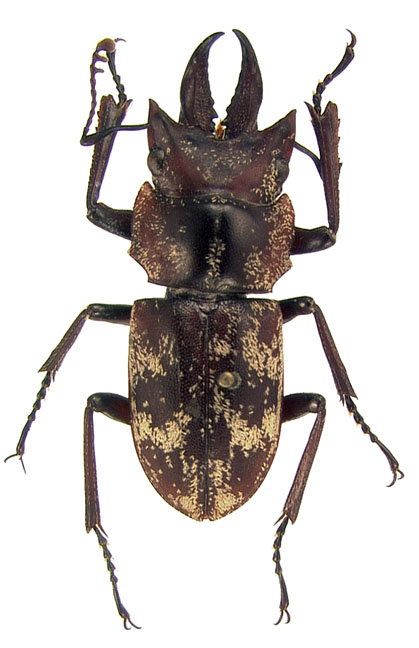 holotype