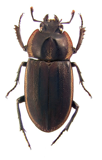 varasi