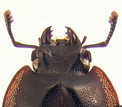 head
