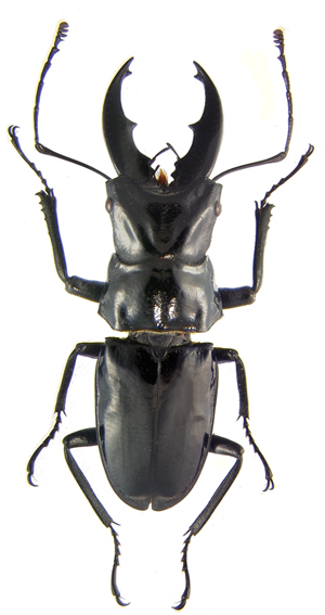 azambrei