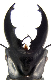 head