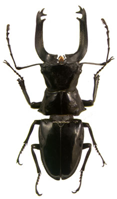 cantharolethrus