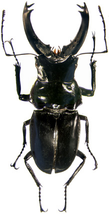 Cantharolethrus steinheili