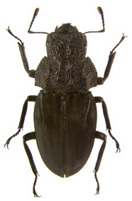 steinheili