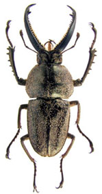 casignetus