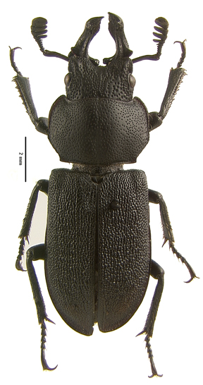 cribripennis