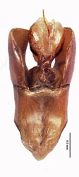 genitalia