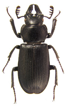 depressus