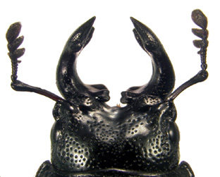 mandibles