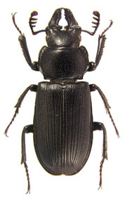 platycerus