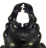 mandibles