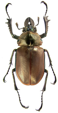 female