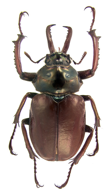 impubis