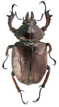 female
