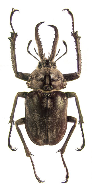 male