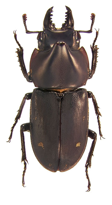 Chileistomus