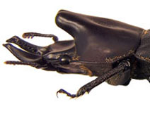 lateral