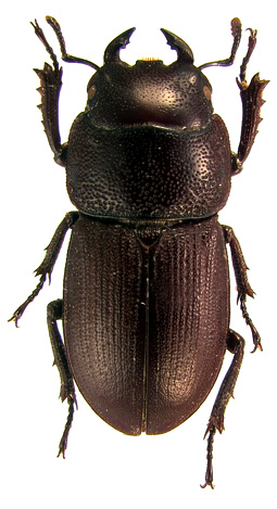 minor male
