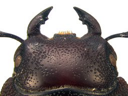 mandibles