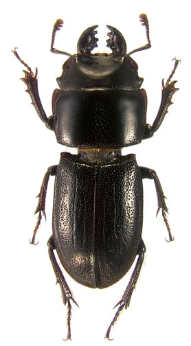 brevicollis