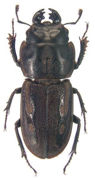 calverti