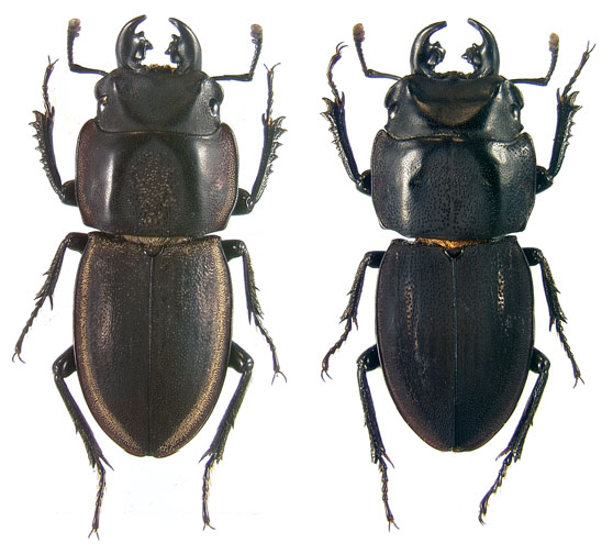 pair