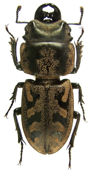 calverti