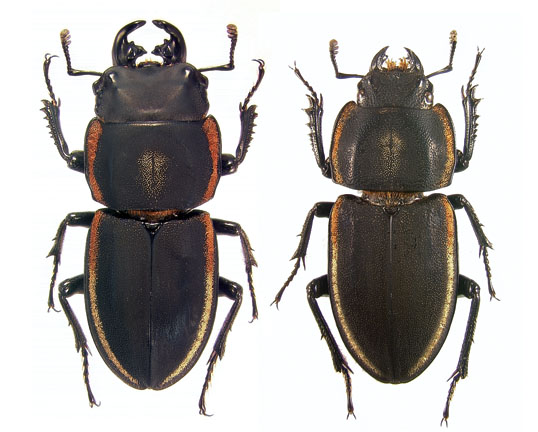 pair