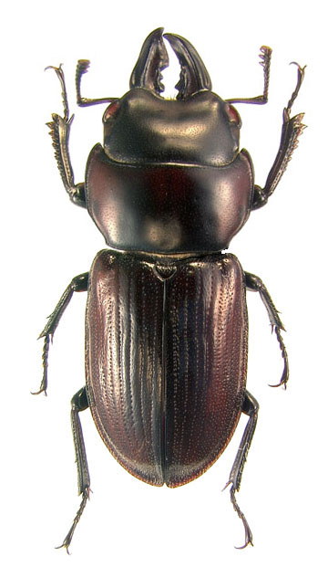 paulseni