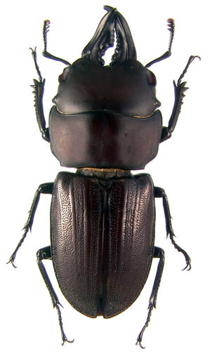 Incadorcus