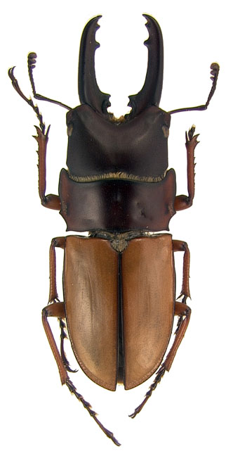 constricticollis