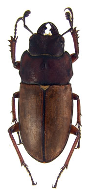 female