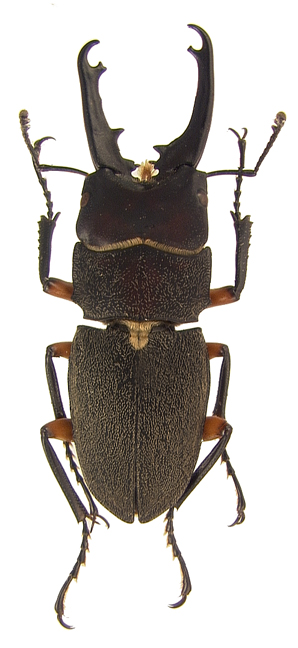 femoratus